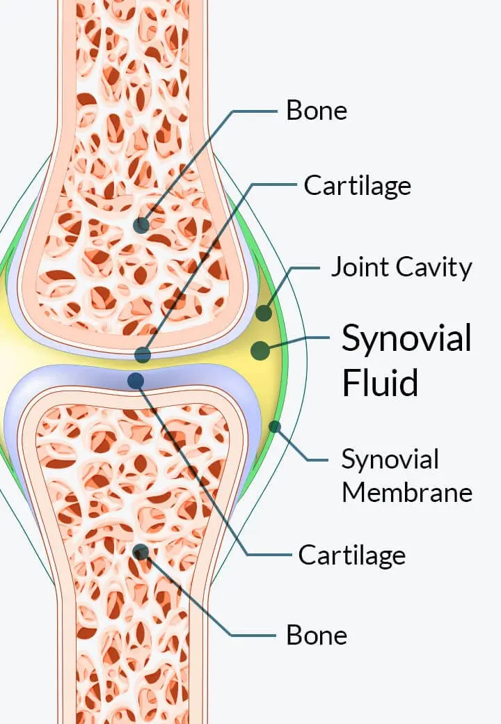 joint genesis supplement
